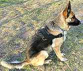 Razz wearing Waterproof Nylon Dog Harness for Tracking/Pulling for German Shepherd