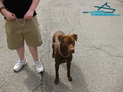 Ziggy Leading on his New herm Sprenger Dog Leash with Leather Handle