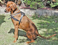 Rhodesian Ridgeback Tracking / Pulling Training Leather Dog Harness