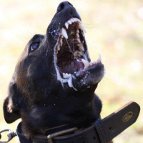 Amazing Rommel DeMeaux in 2 ply leather agitation dog collar