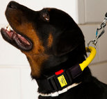 Smart Boss wearing Nylon dog collar with handle and quick release buckle