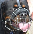 Tonka in stylish Basket Dog Muzzles (All Sizes)