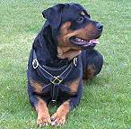 Gorgeous Rottweiler wearing our Tracking / Walking dog harness made of leather H3