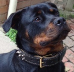 Adorable Rottweiler wearing leather dog collar with 2 rows of nickel-plated spikes