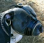 Anti-barking Nappa Padded Leather Dog Muzzle for Pitbull