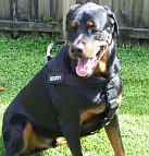 Rottweiler Savage looking good in better control everyday all weather dog harness - H17