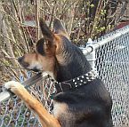 Smokey looks fantastic wearing 3 Rows Leather Spiked Dog Collar on - S44