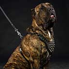 Cane Corso Mastiff Spike Dog Harness-Custom handmade dog harness