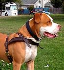 Tracking / Pulling / Agitation Leather Dog Harness For Pit Bull H5