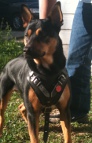 Smart dog in Agitation / Protection / Attack Leather Dog Harness