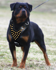 Rottweiler Studded Walking dog harness- handmade leather harness - H15