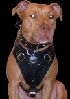 Soft Felt Padded Leather Pitbull Dog Harness for Training