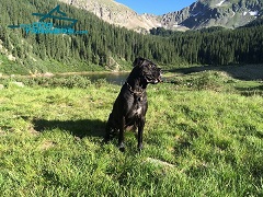 Mastiff Thea Posing in her Herm Sprenger Curogan Fur Saver Choke Collar