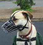Tonka is happy about wearing his Basket Dog Muzzle (All Sizes)