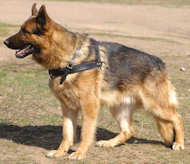 German Shepherd Working Dog Pulling Harness of Genuine Leather