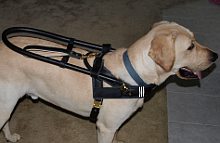 Trapper Labrador looks happy with his Guide dog harness - H18