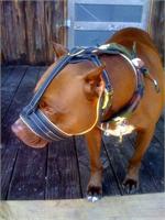 Troy wearing Royal Nappa Leather Pitbull Muzzle - Anti-barking Dog Muzzle