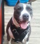 Handsome Turk wearing Agitation / Protection / Attack Leather Dog Harness