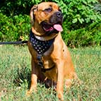 Y-shaped Leather Cane Corso Harness with Studs for Walking and Training