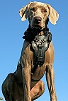 Amigo wearing Training Handcrafted Padded Leather Dog Harness H10