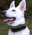 Royal Nappa Padded Hand Made Leather Dog Collar - code C443_3