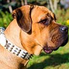 White Leather Cane Corso Collar Beautifully Spiked and Studded