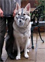 M4light Wire Cage Dog Muzzle Sizing Chart - Presented by White German Shepherd Echo