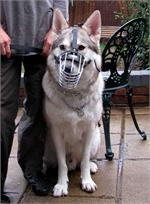 Echo wearing Wire Basket Dog Muzzle for German Shepherd