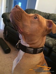 Pitbull is fantastic in this War Leather Dog Collar with Massive Plates