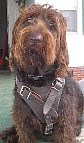 Winston Labradoodle looking gorgeous in his new Leather Dog Harness H1