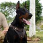 Agitation / Protection / Attack Leather Dog Harness Perfect For Your Doberman H1