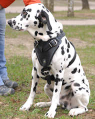 Dalmatian Leather Dog Harness- best dog harness for DalmatianDalmatian Leather Dog Harness- best dog harness for Dalmatian