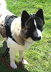 All Weather Nylon dog harness for tracking / walking Designed to fit Akita - H6