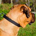 NEW High Quality Adjustable Nylon Cane Corso Collar