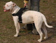 Nylon multi-purpose dog harness for tracking/pulling- Am-bulldog