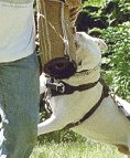 Agitation / Protection / Attack Leather Dog Harness Perfect For Your american bulldog H1_1