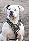 Royal Dog Harness - Exclusive Design Studded Leather Harness