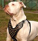 Studded Walking dog harness made of leather And Created To Fit American Bulldog and similar breeds - product code H15
