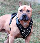 Spiked Walking dog harness made of leather And Created To Fit Amstaff and similar breeds - product code H9