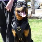 Exclusive Luxury Handcrafted Padded Leather Dog Harness Perfect for your Rottweiler H10
