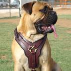 Exclusive Luxurious Handcrafted Padded Leather Dog Harness Perfect for your Bullmastiff H10
