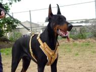 Exclusive Luxurious Handcrafted Padded Leather Dog Harness Perfect for your Doberman H10