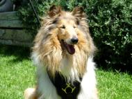 Exclusive Luxurious Handcrafted Padded Leather Dog Harness Perfect for your Collie H10