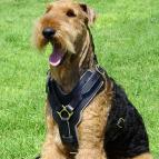 Exclusive Luxurious Handcrafted Padded Leather Dog Harness Perfect for your Airedale Terrier H10