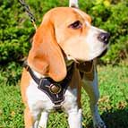 Tracking / Walking Leather Beagle Harness with Medallion in the Center