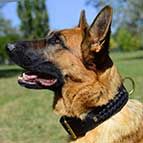 Working German Shepherd Braided Leather Dog Collar