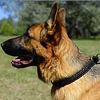 German Shepherd 2 Ply Leather Choke Dog Collar Decorated with Braids