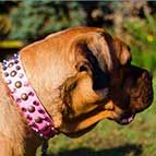 Pink Leather Cane Corso Collar with 3 Rows of Studs