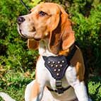 Designer Leather Beagle Harness with Adjustable Straps for Puppy Walking and Training