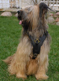 Exclusive Luxurious Handcrafted Padded Leather Dog Harness Briard